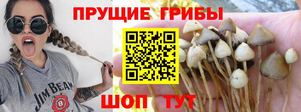 Псилоцибиновые грибы MAGIC MUSHROOMS  закладка  Сургут  Вход с VPN 
